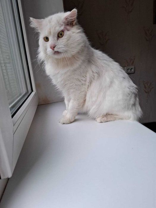 Котик Біляшик з прифронтової зони