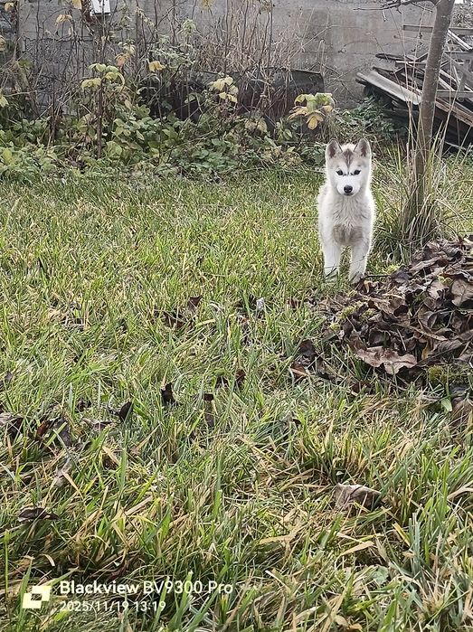 Подаруємо цуциків хаскі..на Святого Миколая))