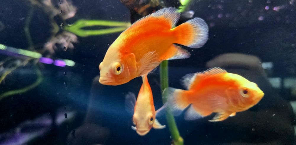 Pielęgnica pawiooka red albino/ red chili