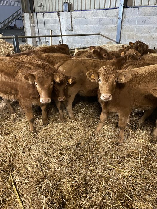 Vitelas cx de Limousines