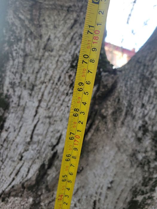 Дерево  Горіх безкоштовно