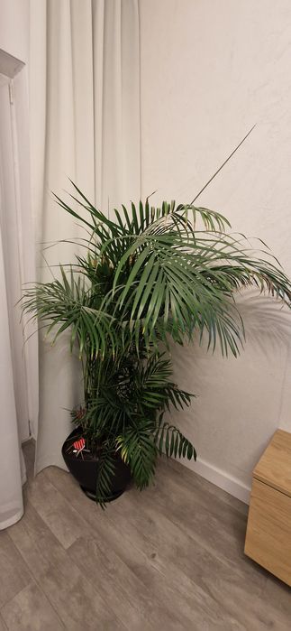 Roślina Palma Areka Dypsis Lutescens