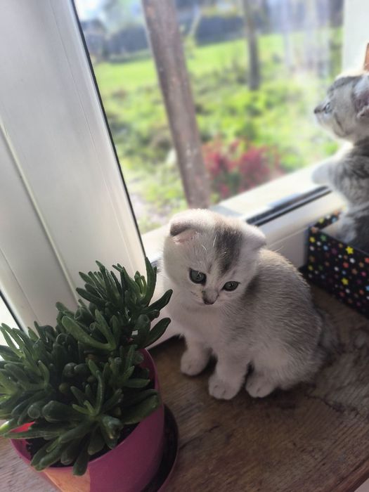 Шотландскі кошенята