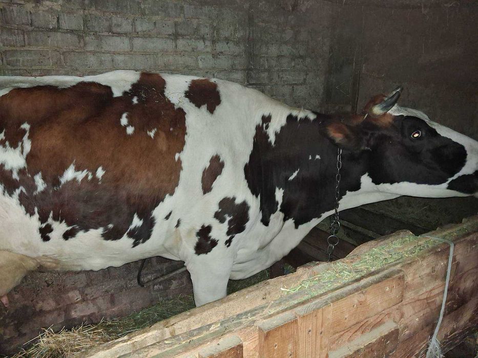 Корова Сіменталка після двох отелів