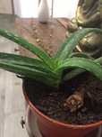 Aloe barbanensis varios tamanhos