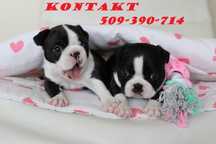 BOSTON TERRIER (ZKwP) po: DOMINO Don Chesa Lu Grande (import Serbia)