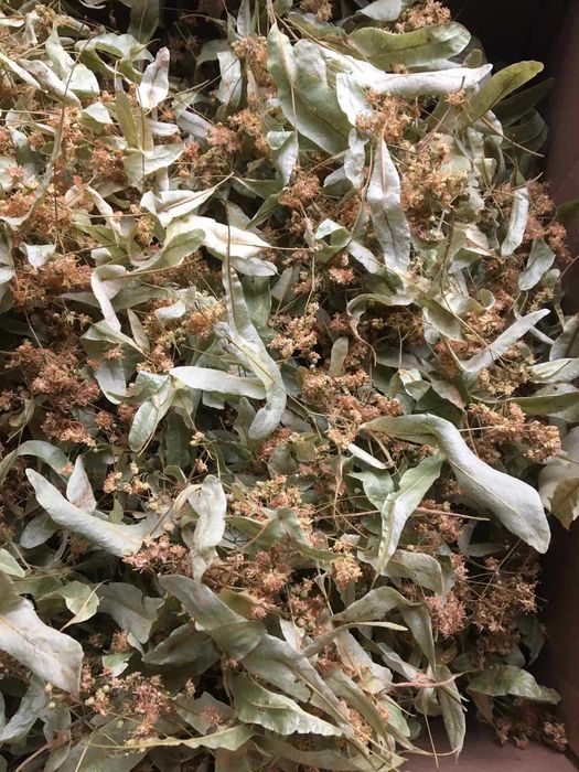 Продам ароматний цвіт липи