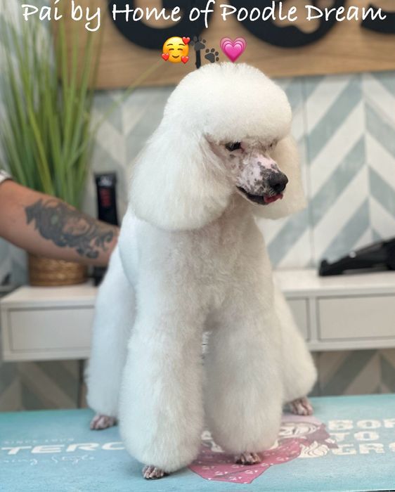 Lindo bebê de poodle médio procura novo dono!!!