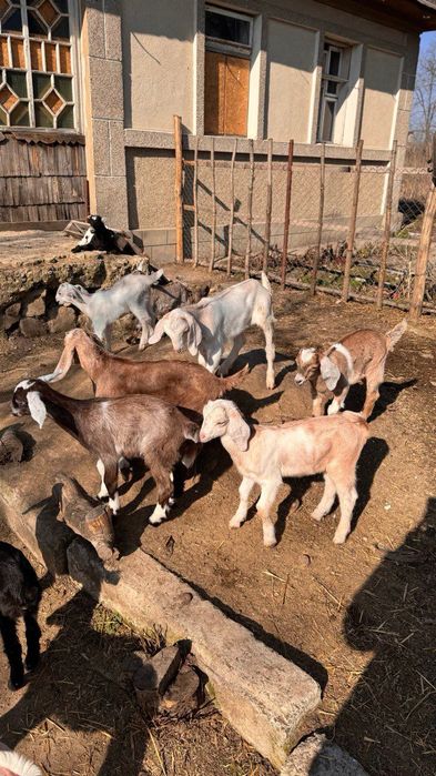 Козел. Козлики. Кози. Молоді кози