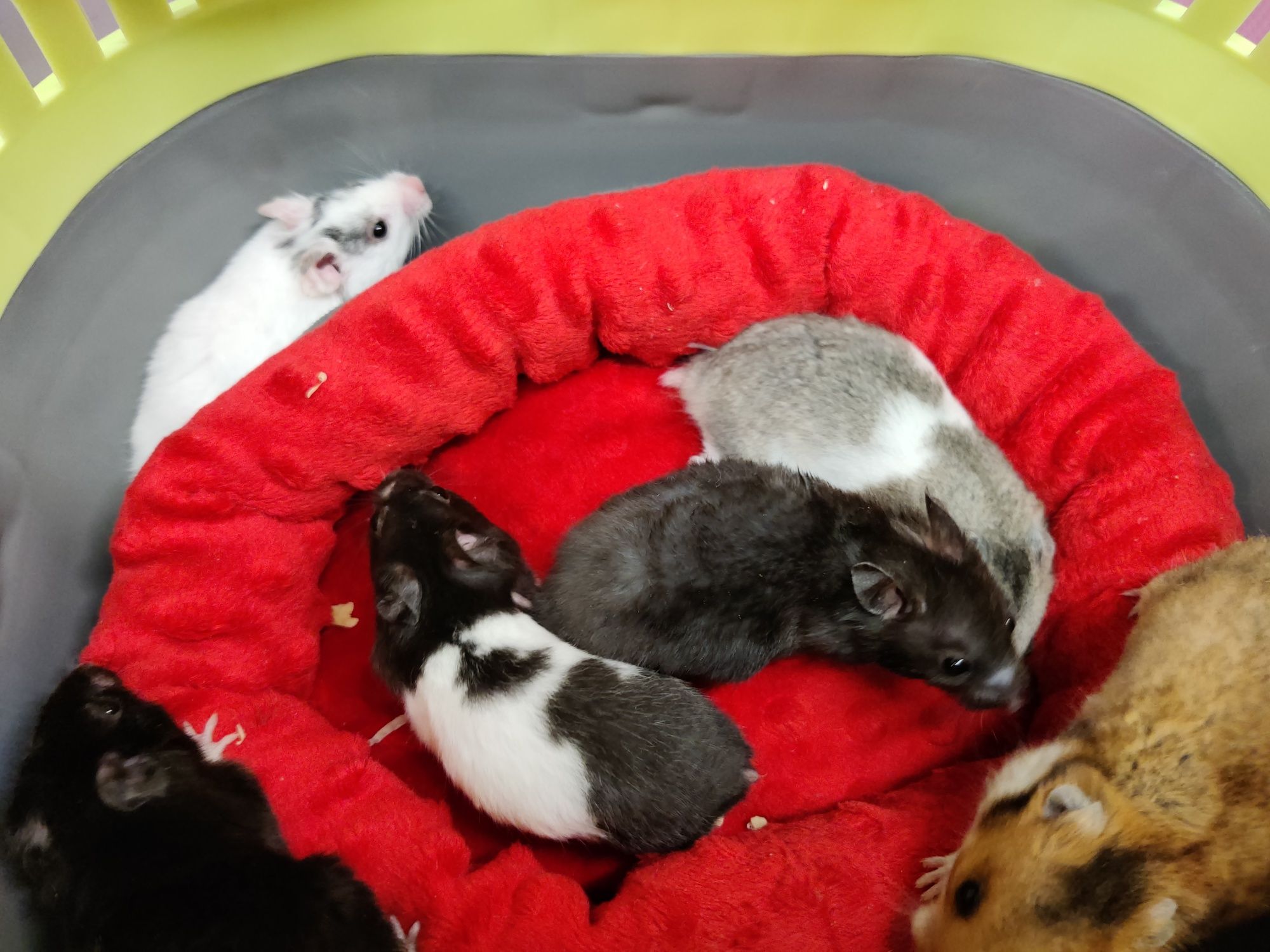 Chomiki syryjskie rożne kolory Łódź Sklep zoologiczny