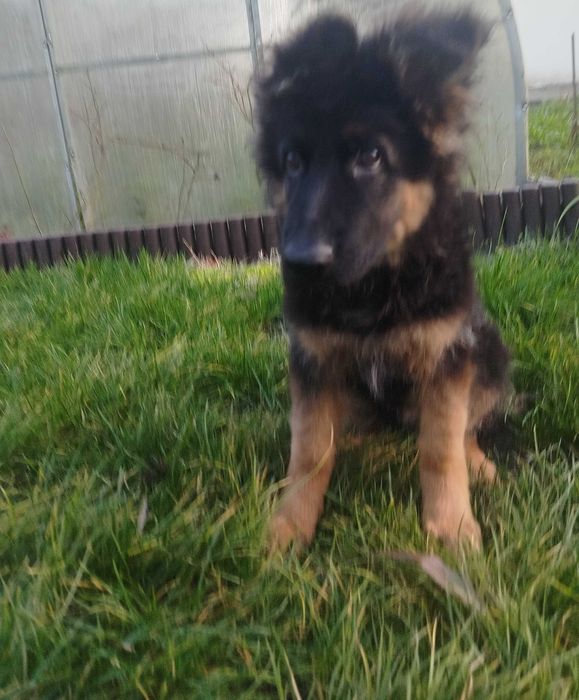 Owczarek niemiecki długowłosy