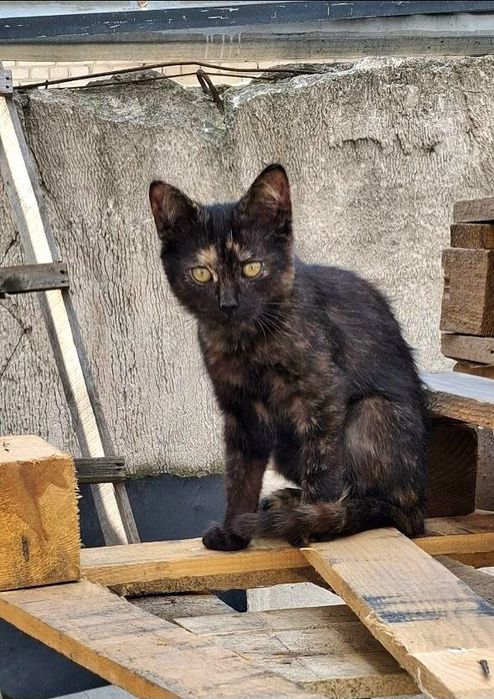 Стерилизованная трехцветная котёнок-подросток ищет дом! Котята!