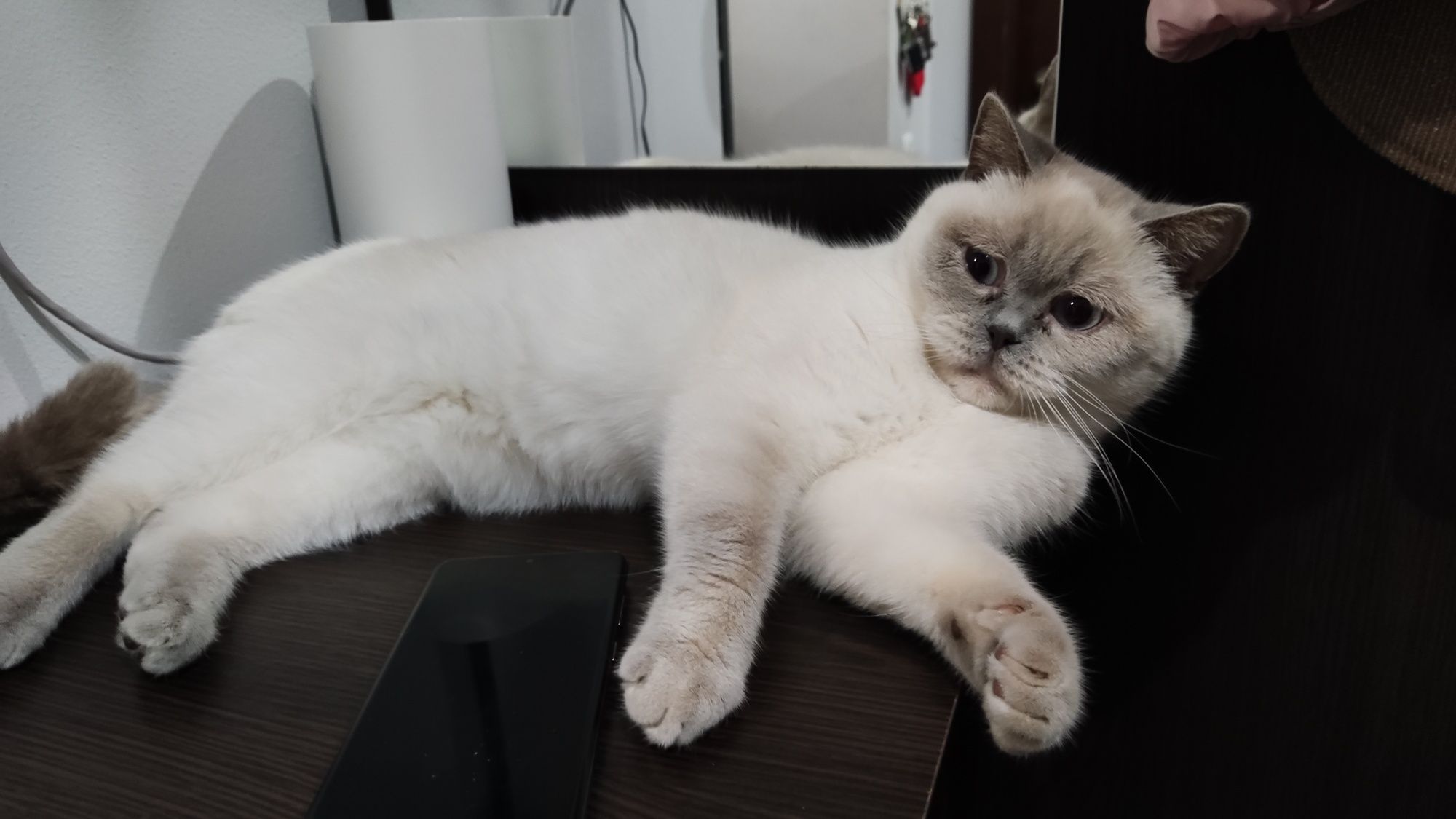 Шотландські кошенята