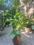 Диффенбахия крупная кустом или по- штучно