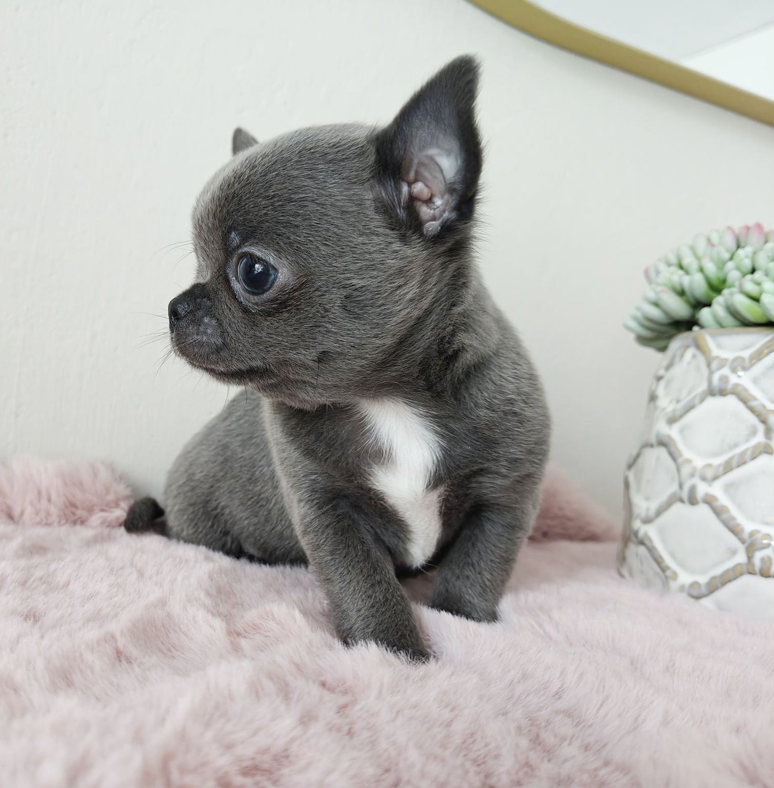 Jenet gotowa do odbioru niebieska suczka chihuahua