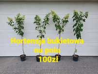 Hortensja bukietowa na pniu