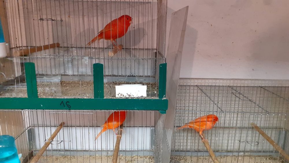 Kanarki Agaty czerwone.