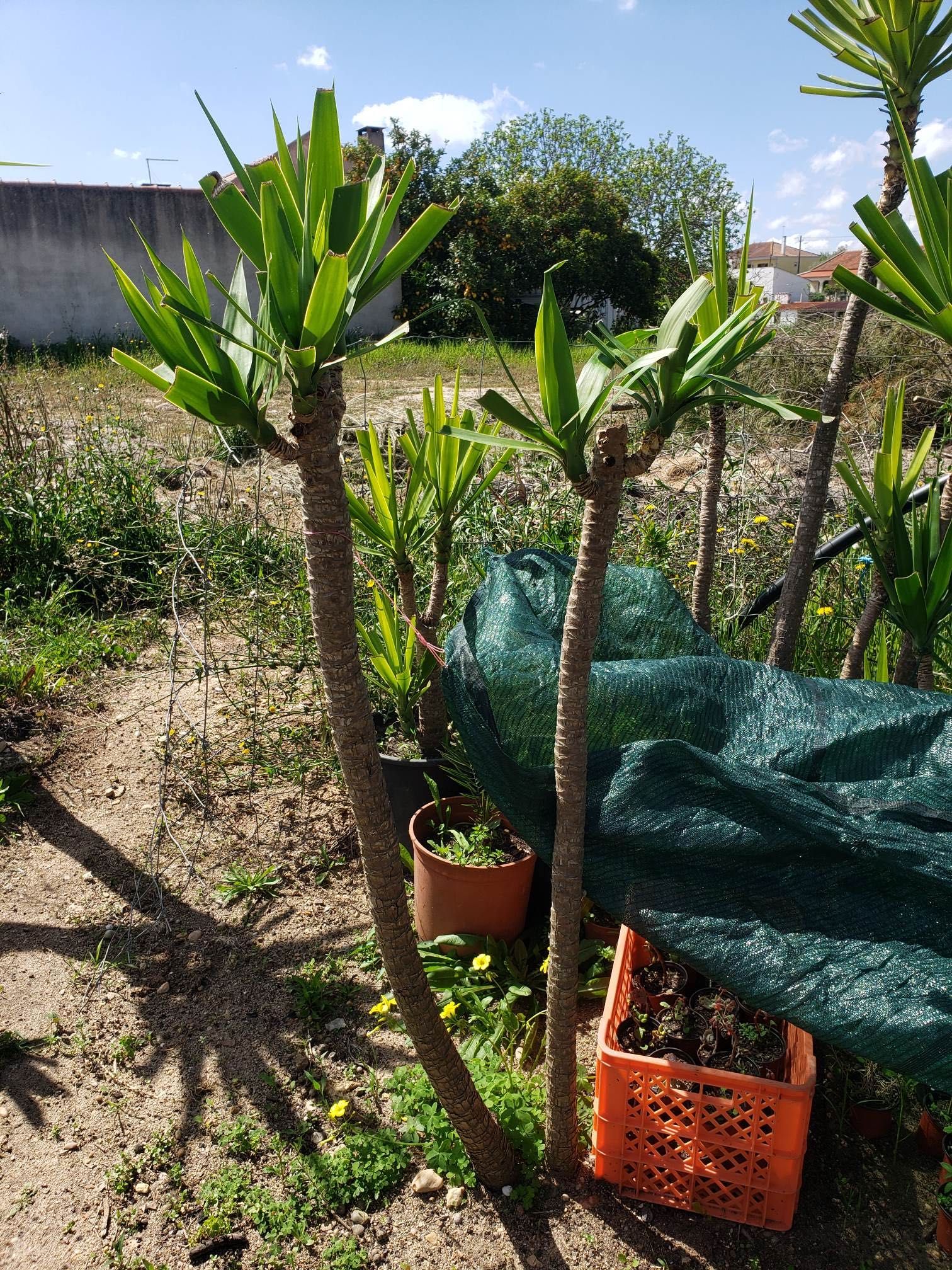 yuccas  vários tamanhos