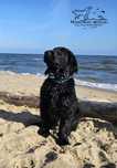 Flat Coated Retriever – czarny szczeniak, po zwycięzcy Crufts 2025