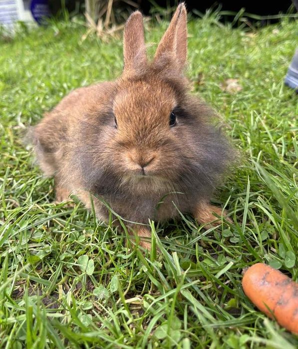 Króliczki miniaurki