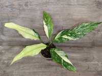 Продам спатифілум Діамант / Даймонд / Spathiphyllum Diamond Variegata