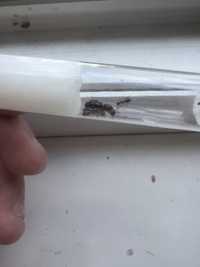 Camponotus Lamerei Екзот