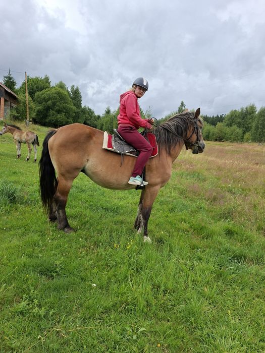 Sprzedam klacz zimnokrwistą