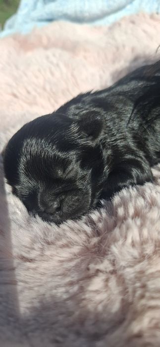 Piesek rasy shih tzu czarny