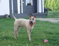 Thai Ridgeback Dog suczka