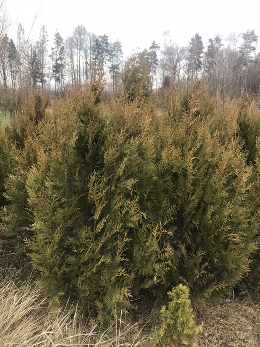 Tuja aureospicatta  aureospikata złotokończysta 140 -250cm