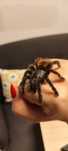 Caribena versicolor, avicularia ptasznik nadrzewny samica