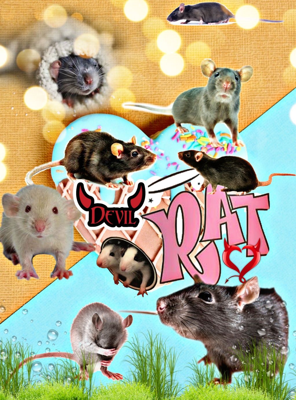 Декоративные крысы, крыс, крыса