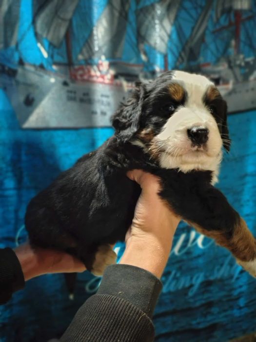 Berneński pies pasterski