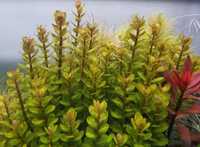 Rotala Indica - planta para aquário