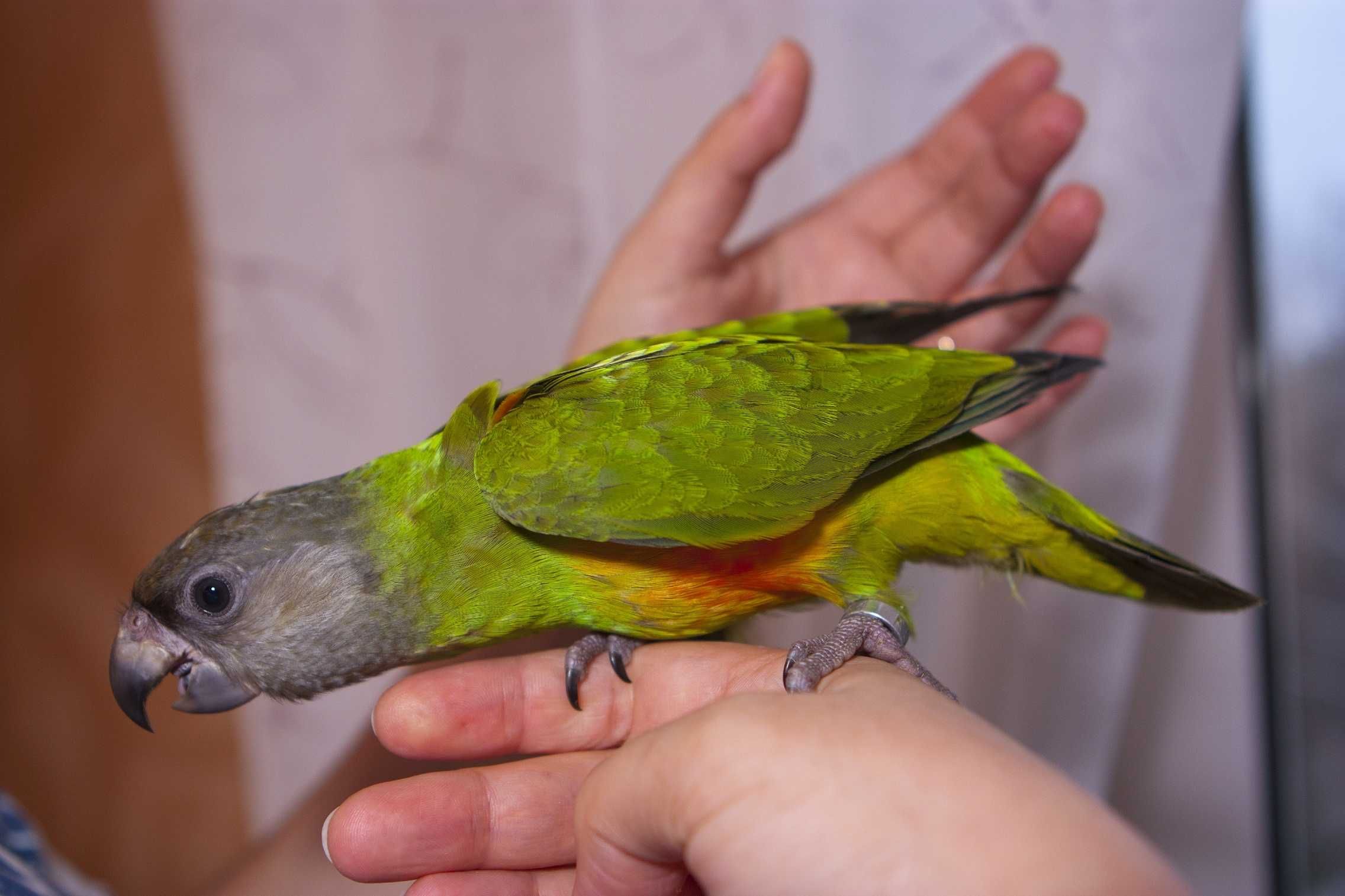 Сенегальский длиннокрылый попугай выкормыш