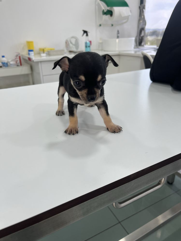 fêmea da raça Chihuahua, de pelo corto