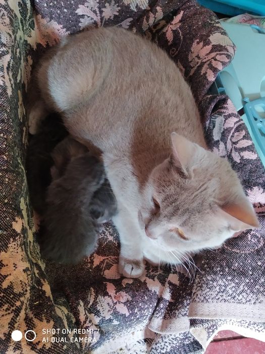 Кошенята британські короткошерсті