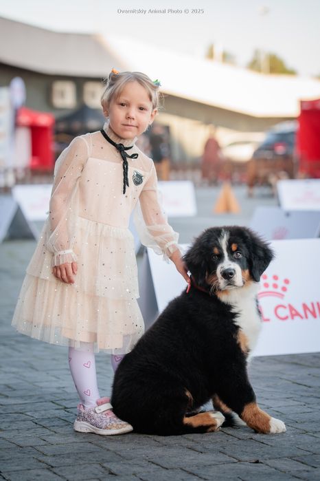 Хлопчик бернський зененхунд