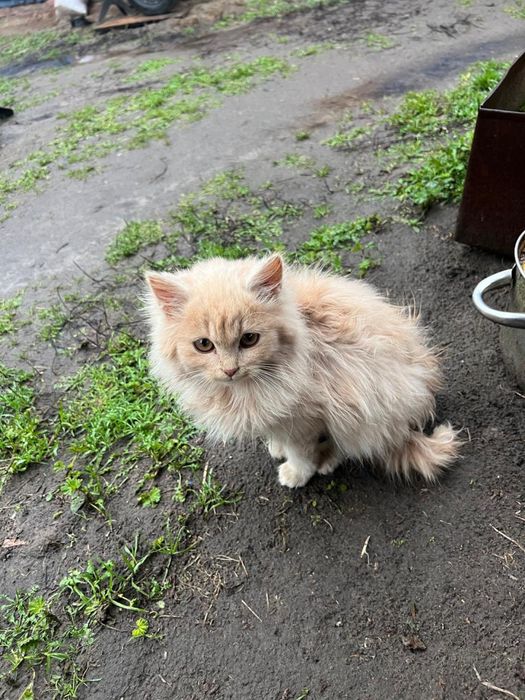 Віддам маленькогов добрі руки