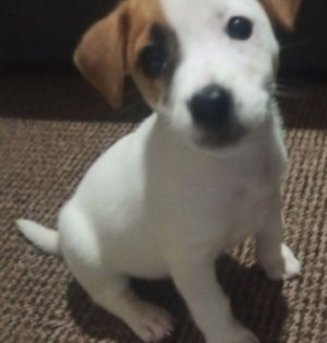 Чистокровний Джек Рассел тер'єр