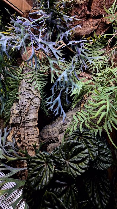 Terrarium 40x40x60H, wystrój, Producent, wysyłka, ścianka, Nowe