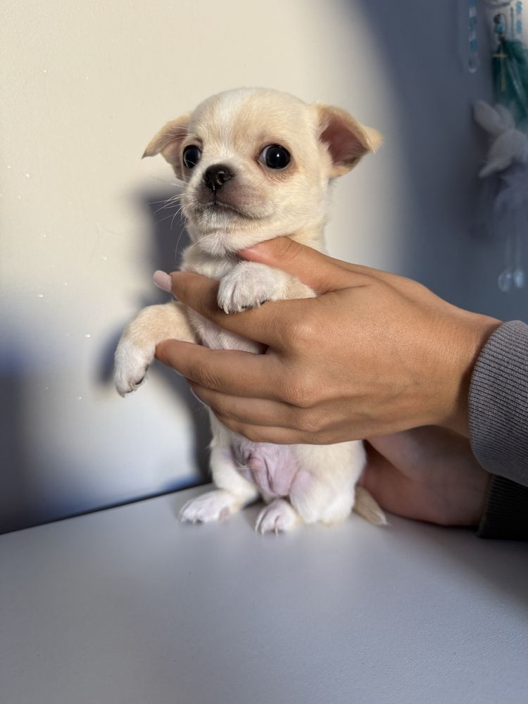 Piesek pies chihuahua kremowy miniaturka