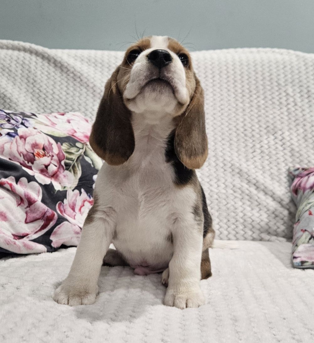Beagle śliczny piesek Hulk ZKwP FCI