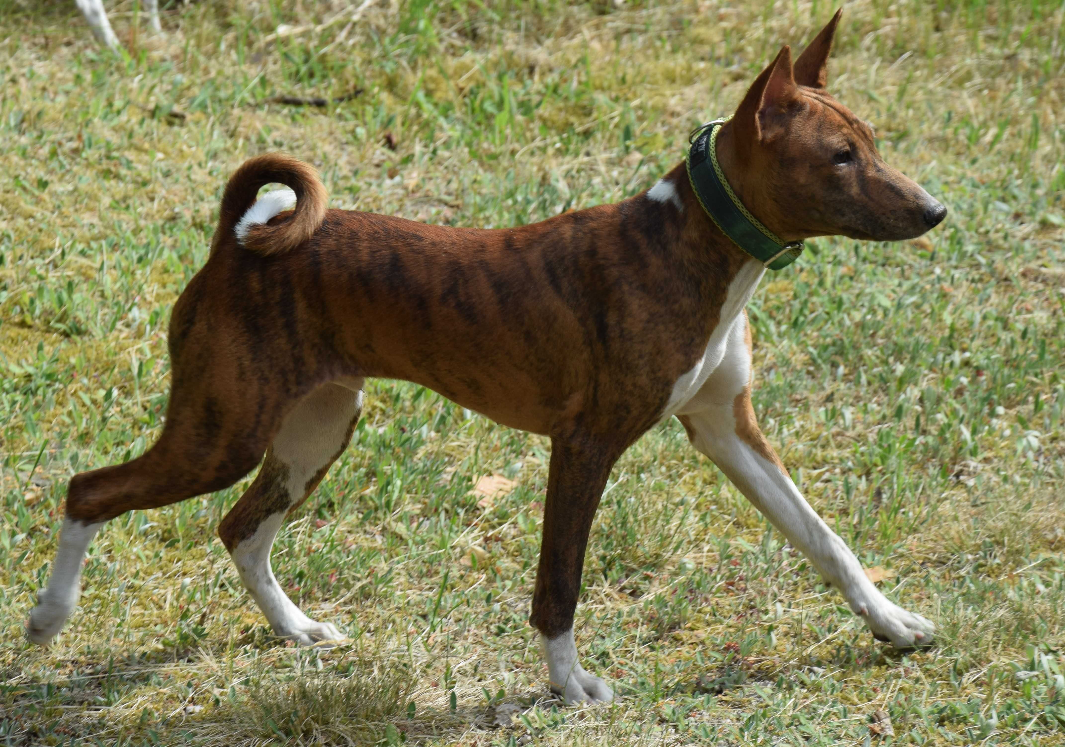 Basenji zapowiedź letniego miotu. Rudo białe i pręgowane po championie