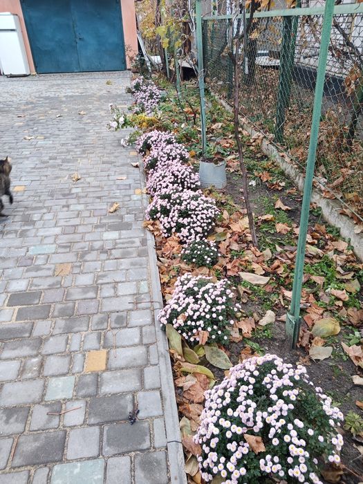 Продам кусты-луковицы лечебной лилии.хризонтемы низкорослые и высокие