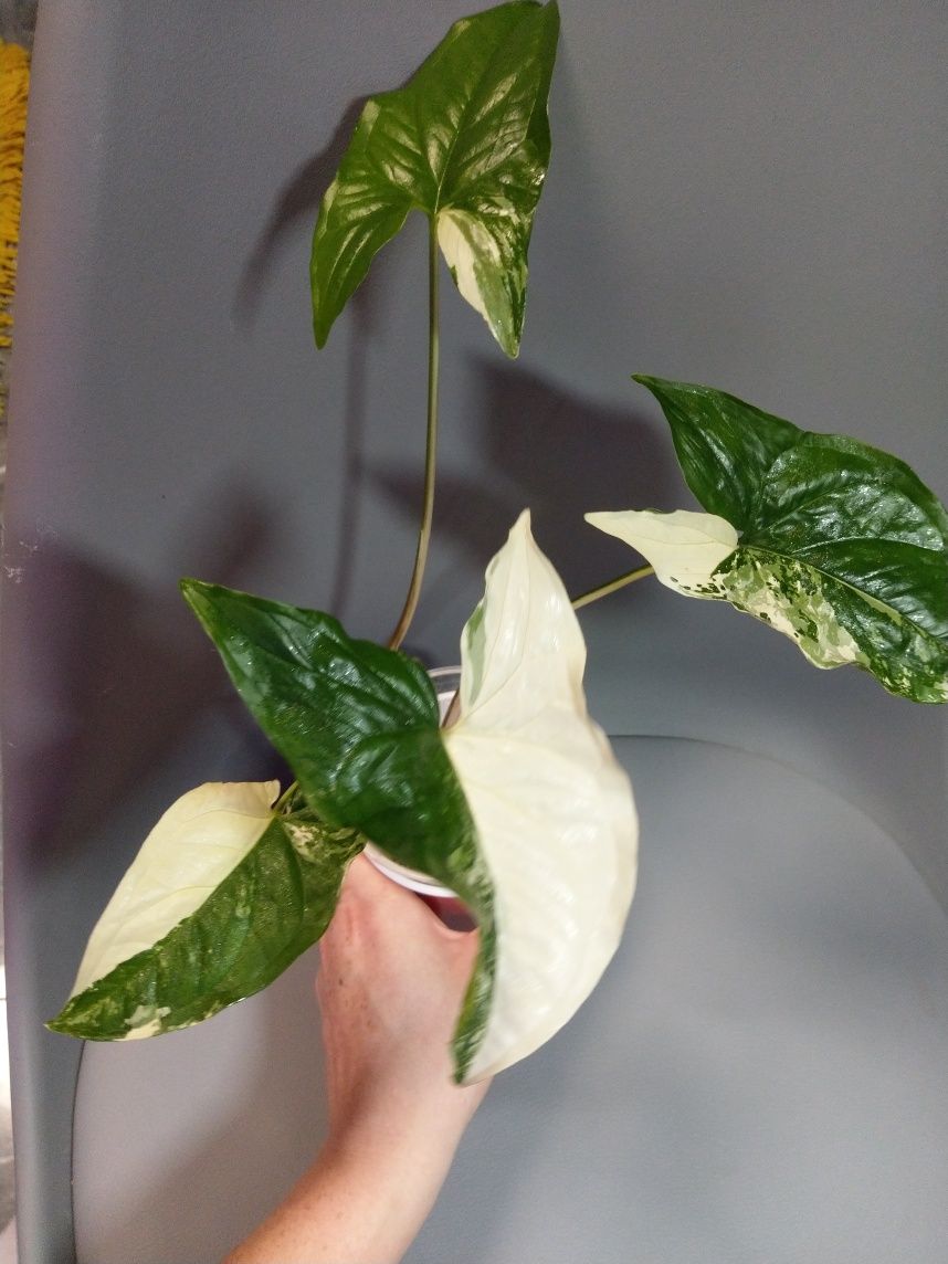 Syngonium Emerald Gem