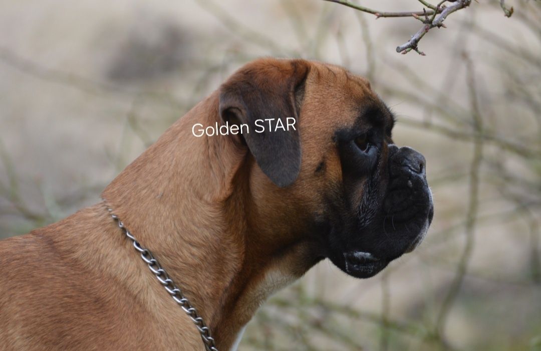 Bokser piesek Golden STAR