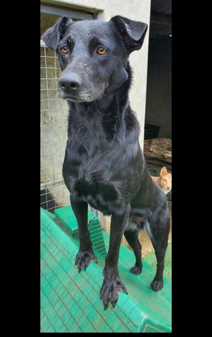 Sissi- cachorra de porte médio para adoção