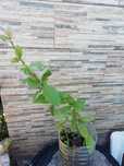 Planta Ora-pro-nobis