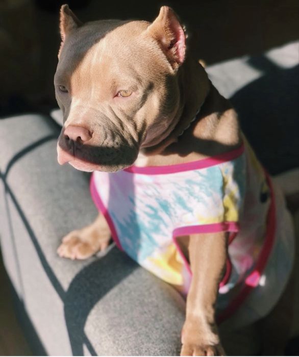 American Bully Pocket